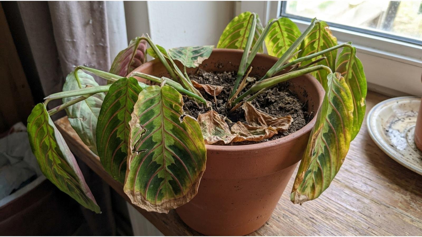 damage-a-prayer-plant