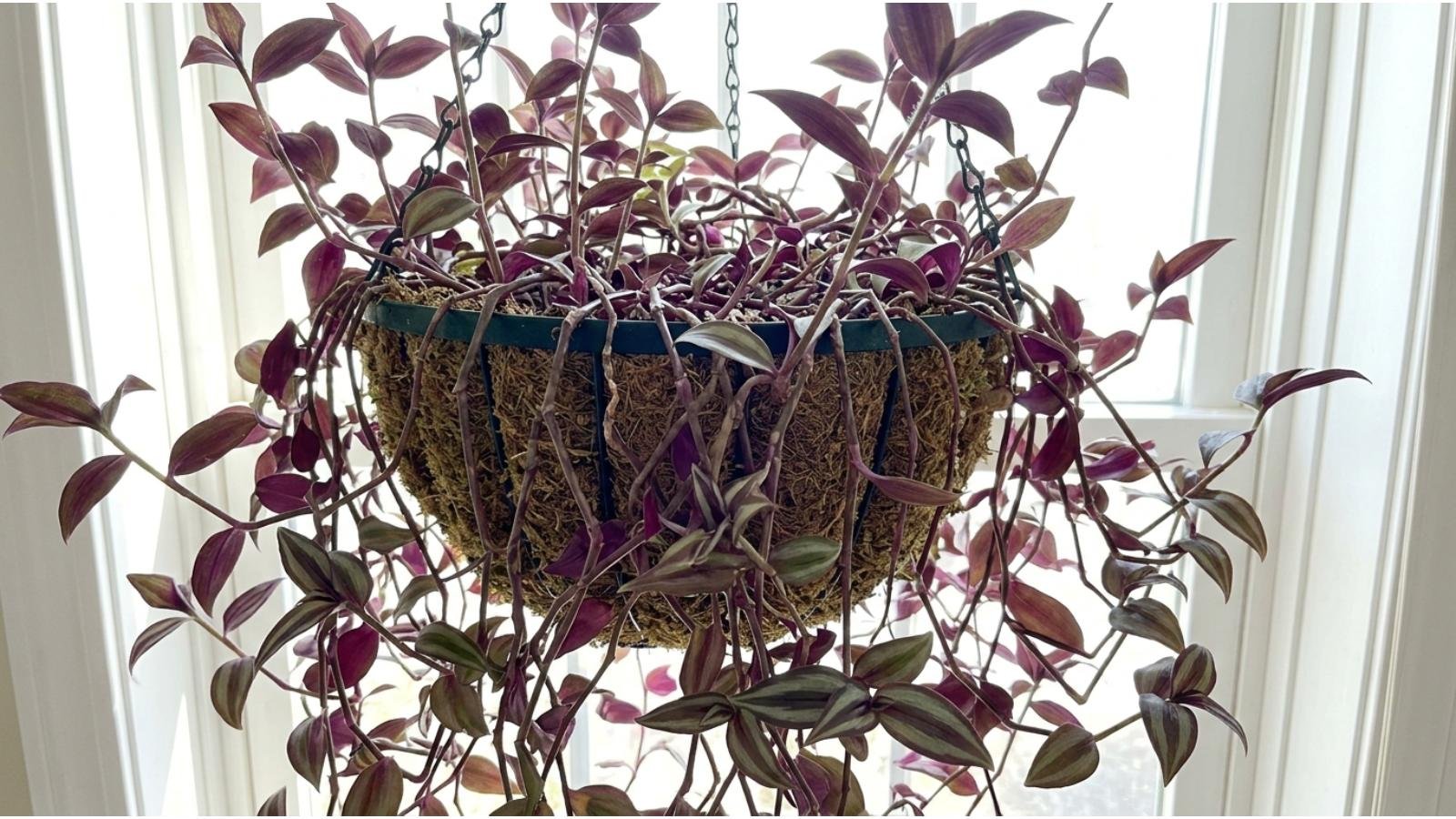 how-to-prune-a-wandering-jew
