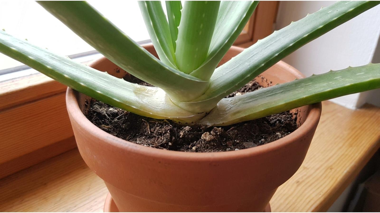 aloe-vera-problems