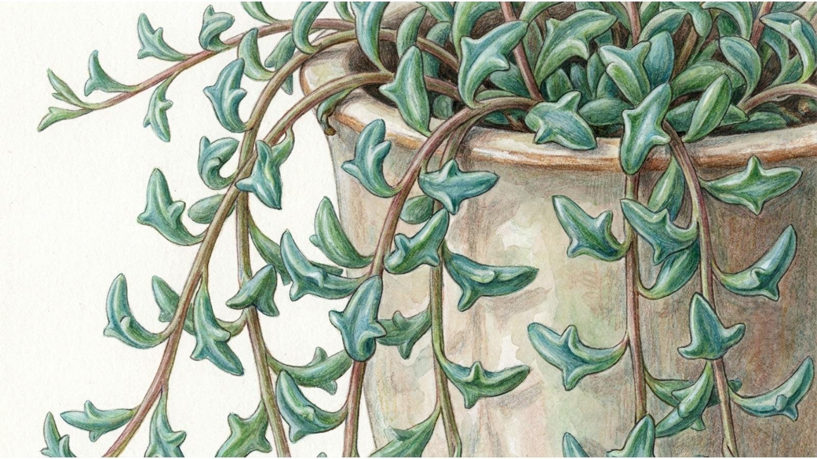 what-is-a-dolphin-plant