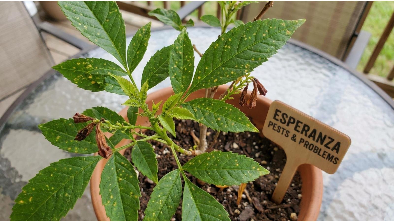 esperanza-plant-pests-and-problems