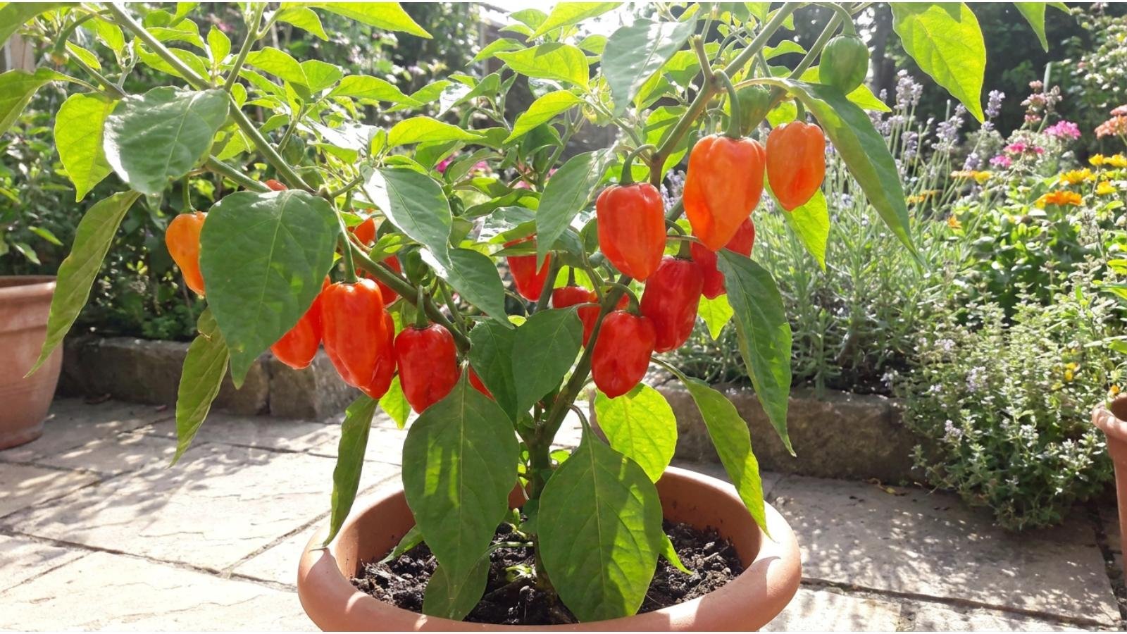 habanero-pepper-plant