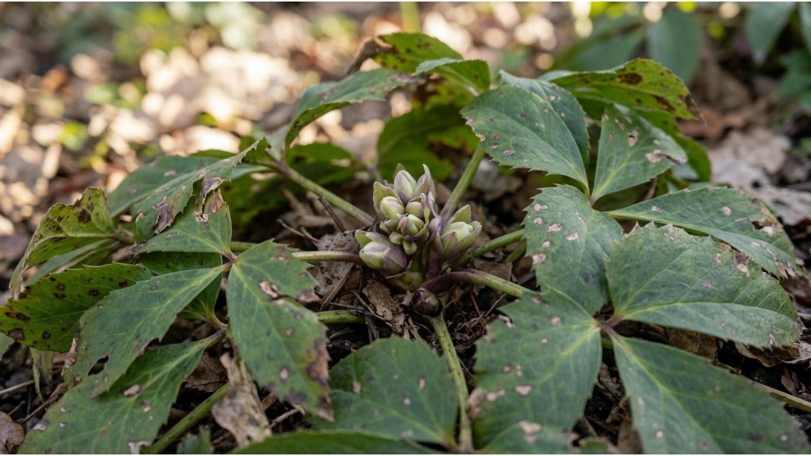 how-to-prune-hellebores