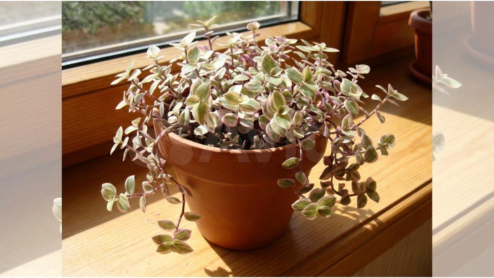 what-is-the-pink-lady-plant