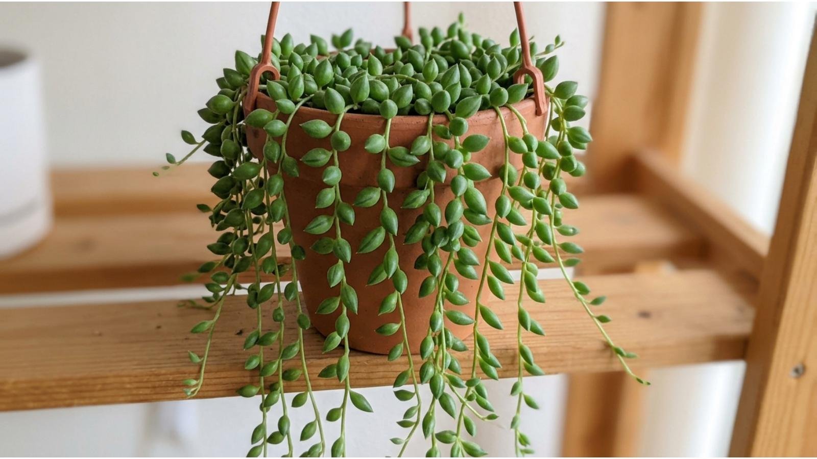 how-to-prune-string-of-tears