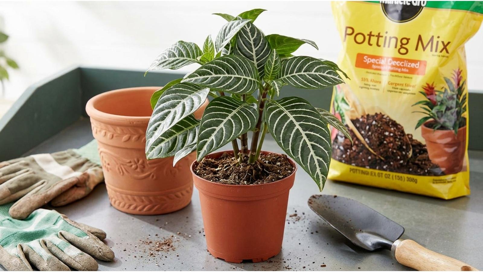 repot-a-zebra-plant