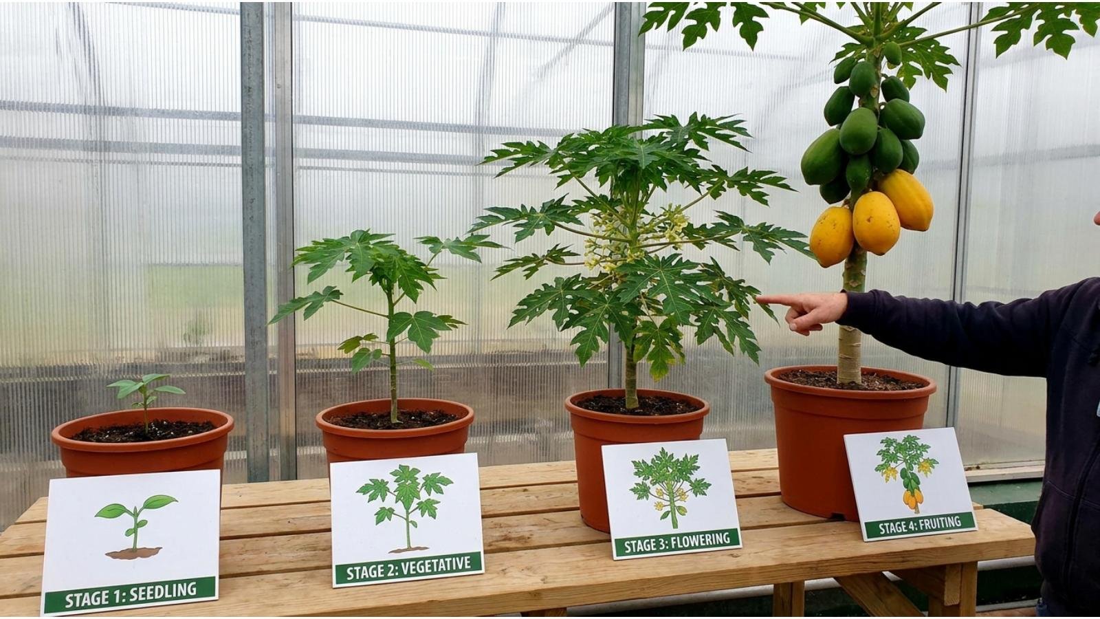 understanding-papaya-growth