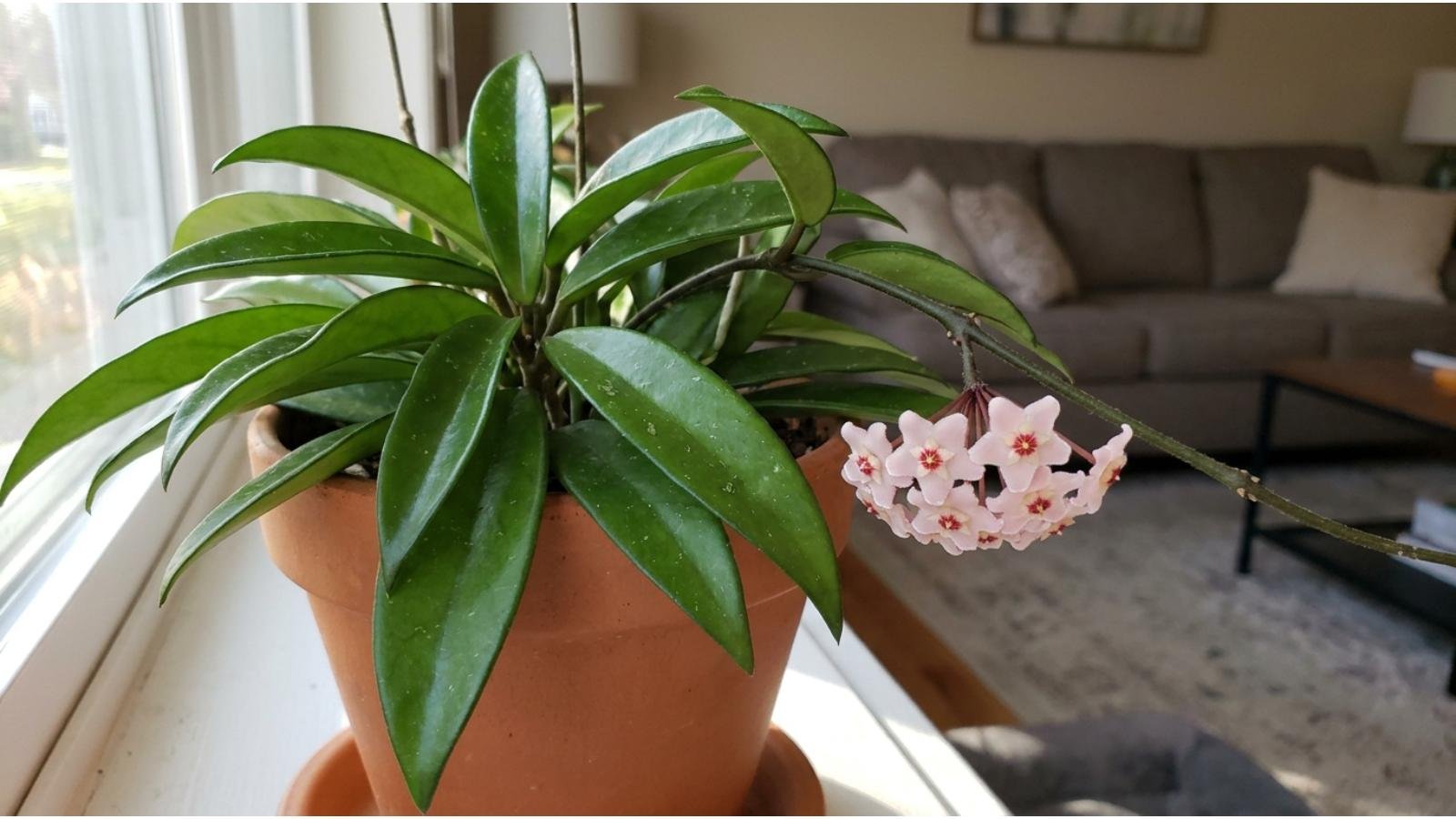 understanding-the-hoya-plant