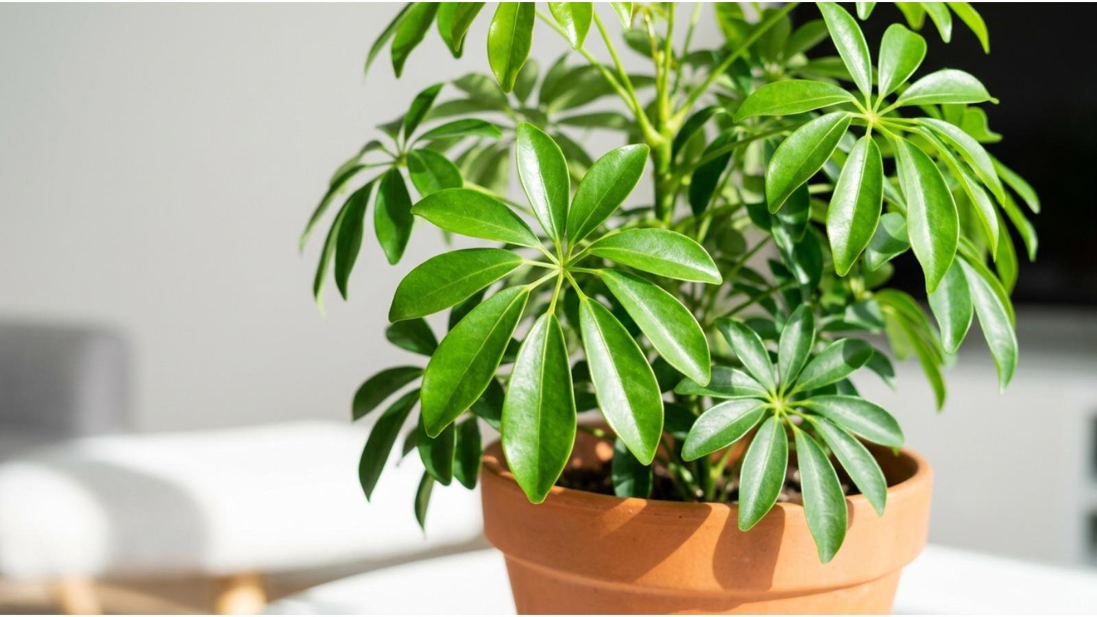 understanding-the-umbrella-plant