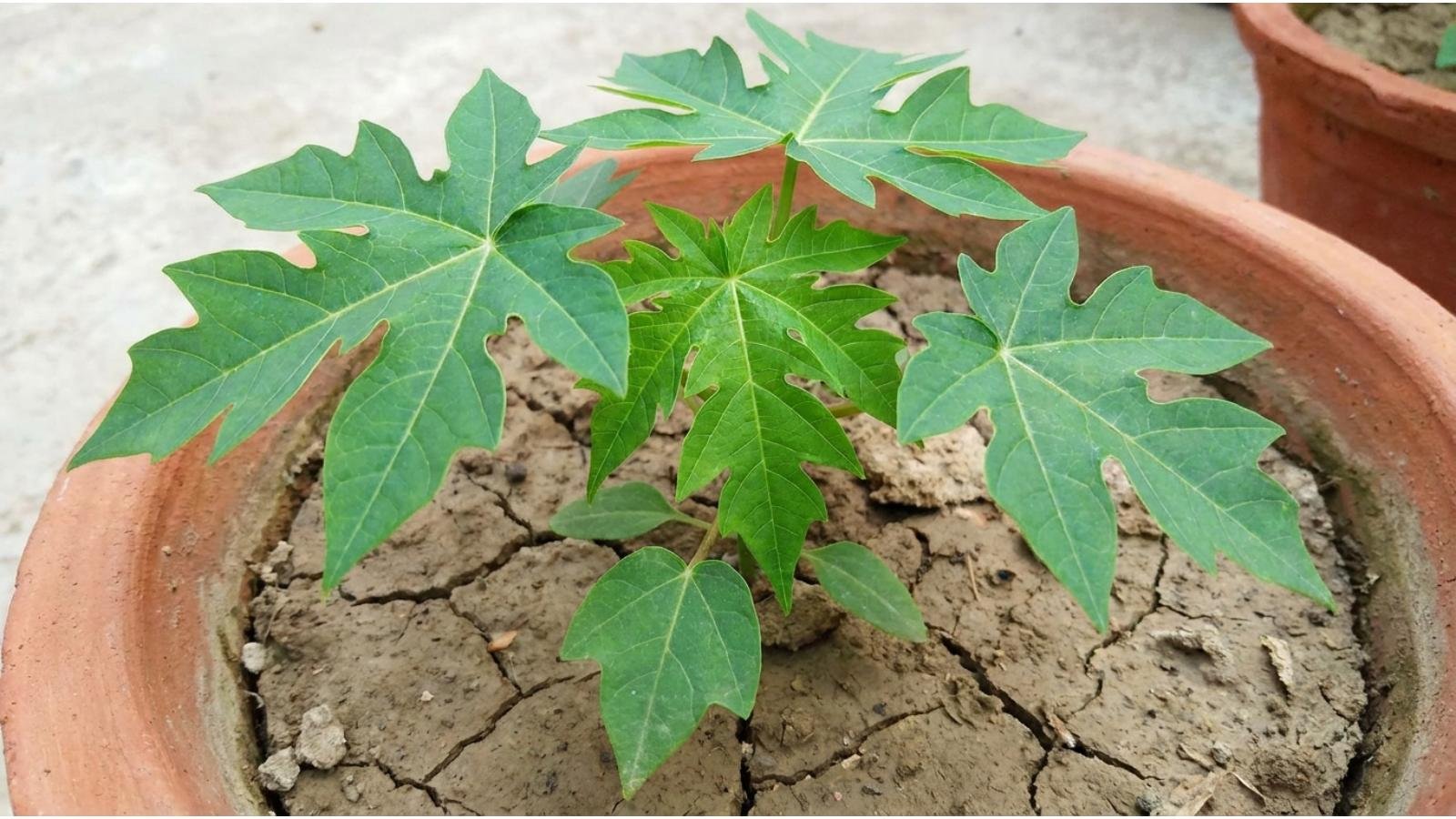 papaya-temperature-requirements