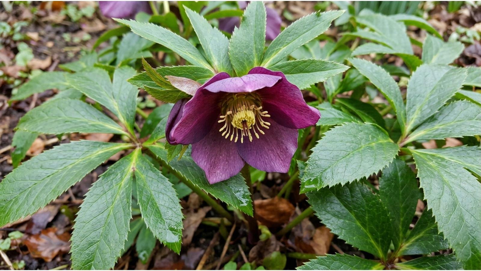 what-are-hellebores
