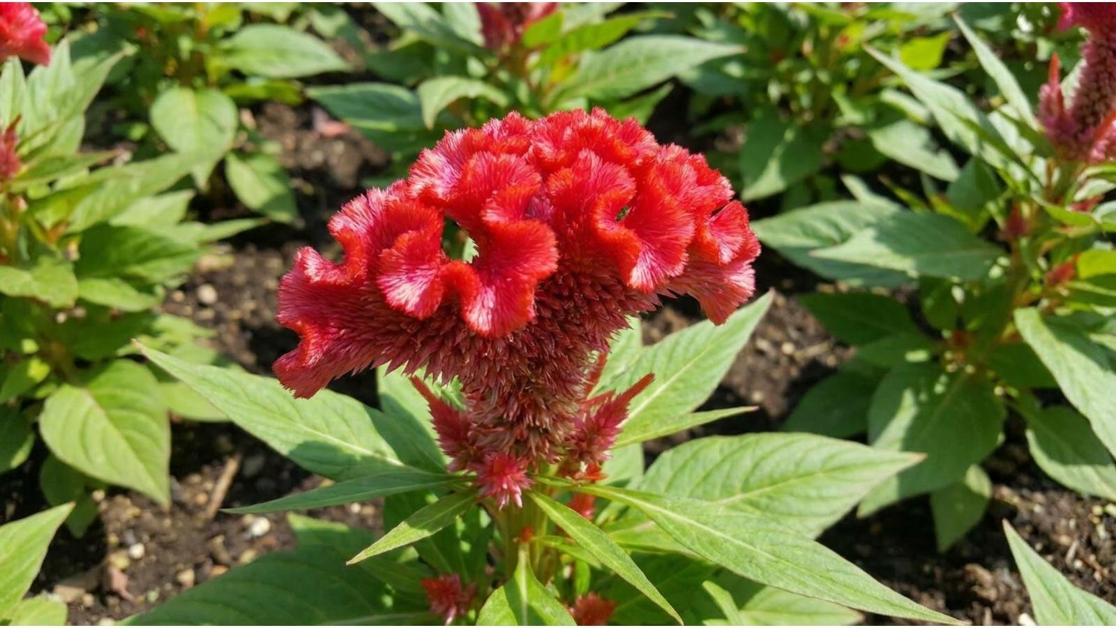 what-is-celosia