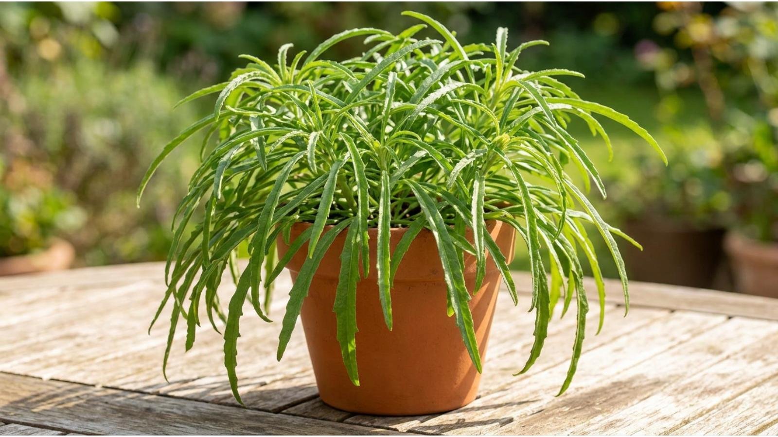 what-is-a-citronella-plant