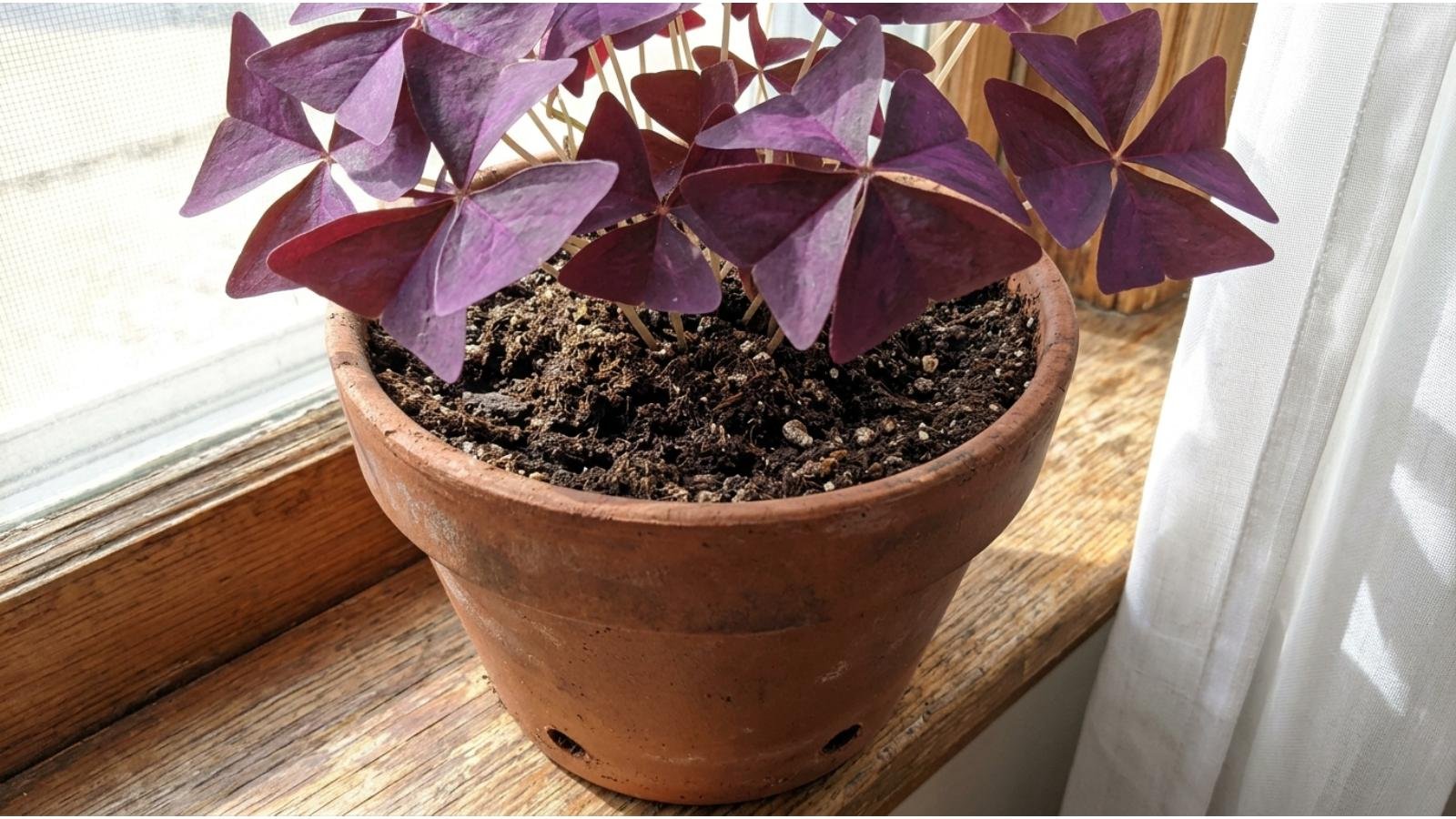 shamrock-plant