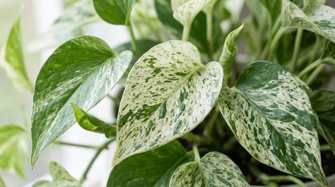 what-is-marble-queen-pothos