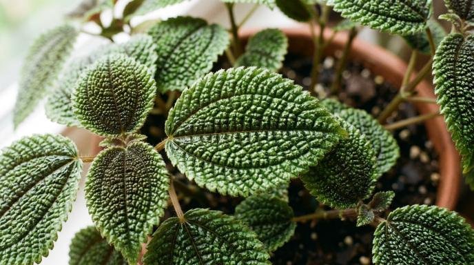 understanding-pilea-involucrata