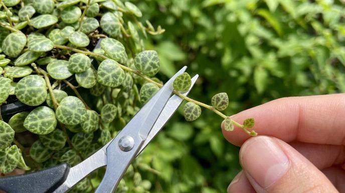 how-to-propagate-string-of-turtles