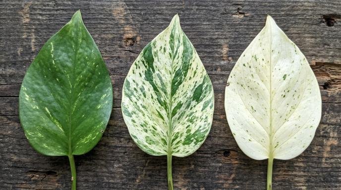 my-marble-queen-pothos-turning-green