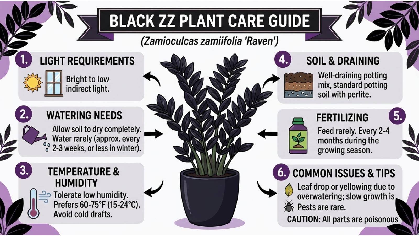 black-zz-plant-care