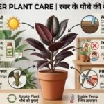 rubber-plant-care
