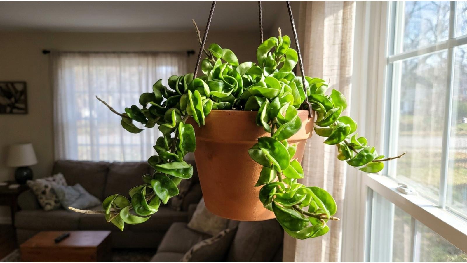 how-to-care-for-hoya-plant