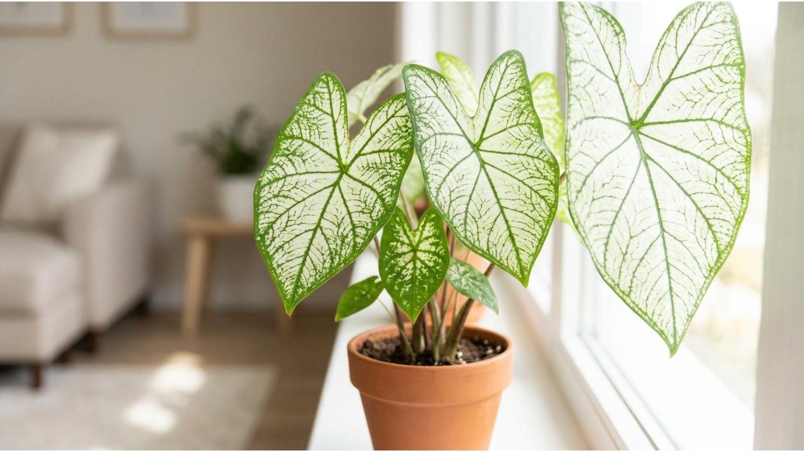 angel wings plant care