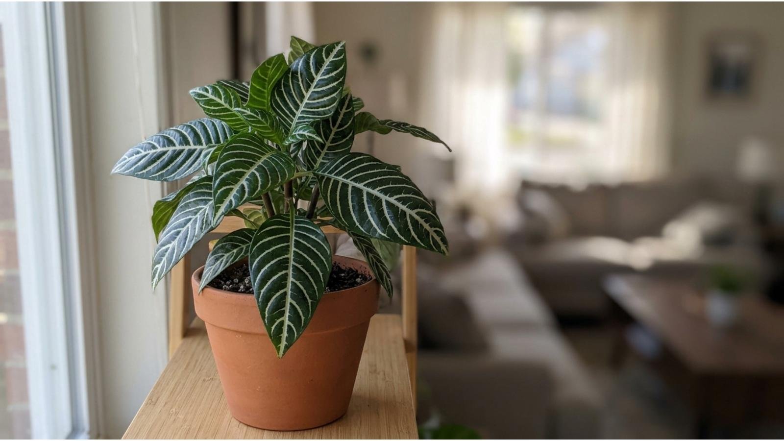 zebra-plant-care