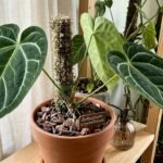 anthurium-crystallinum-care