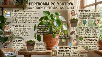 raindrop-peperomia-care
