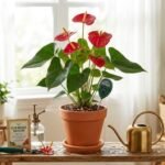 flamingo-flower-care