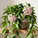 hoya-carnosa-care