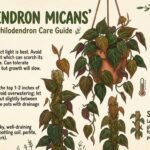 philodendron-micans-care