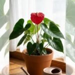 anthurium-plant-care